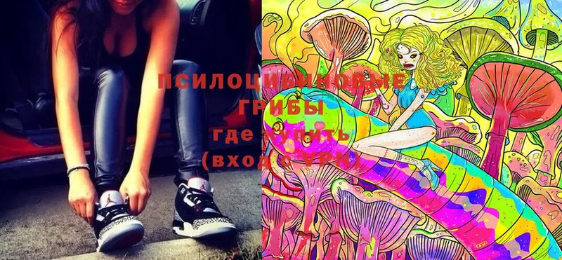 Псилоцибиновые грибы Psilocybine cubensis  Бабаево 